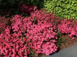 Japanische Azalee 'Rokoko' 10 Japanische Azalee 'Rokoko' -Edelrosen Geschaft japanische azalee rokoko m003350 w 2