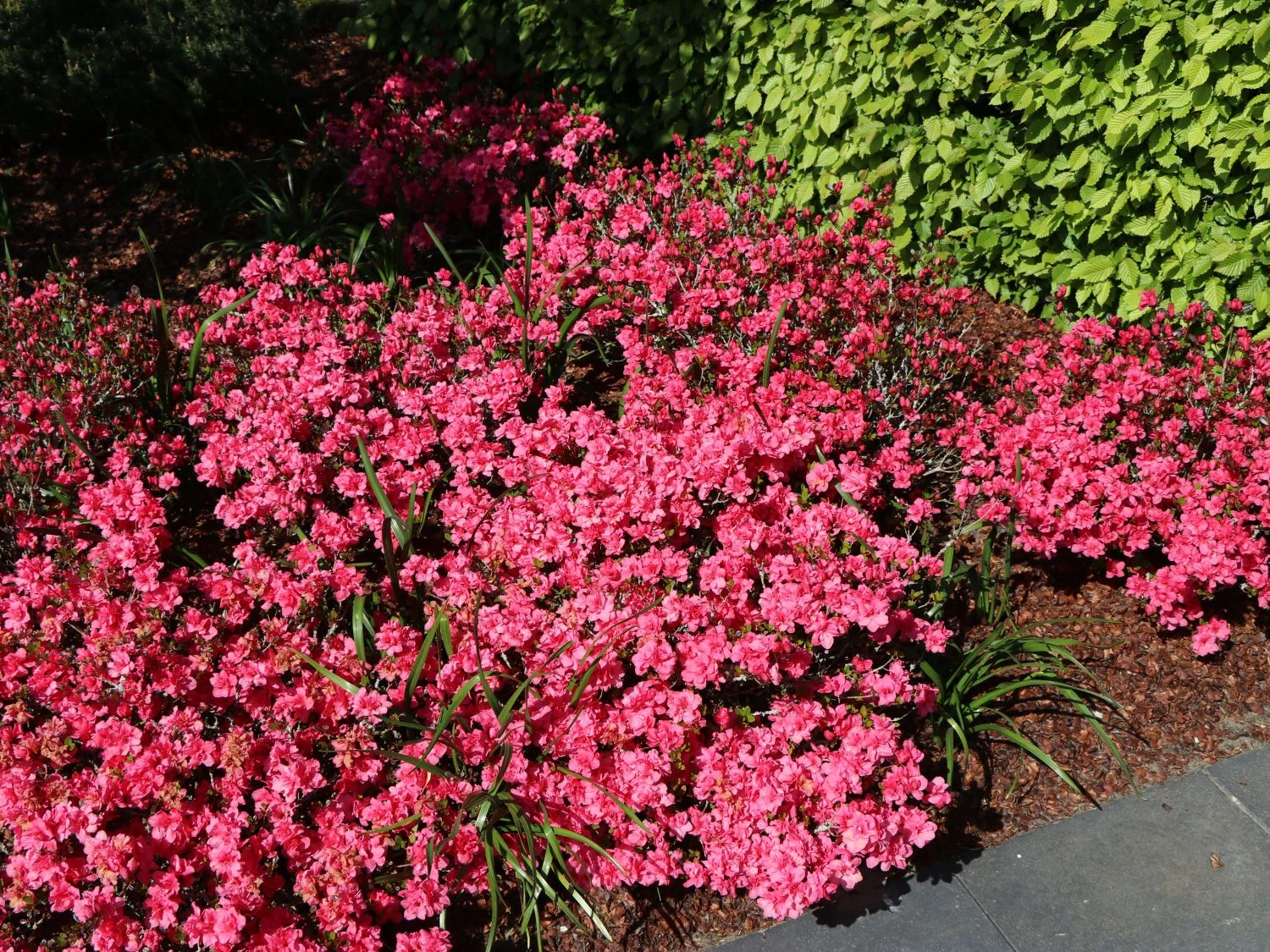 Japanische Azalee 'Rokoko' 4 Japanische Azalee 'Rokoko' – Bild 4