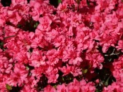 Japanische Azalee 'Rokoko' 11 Japanische Azalee 'Rokoko' -Edelrosen Geschaft japanische azalee rokoko m003350 w 3