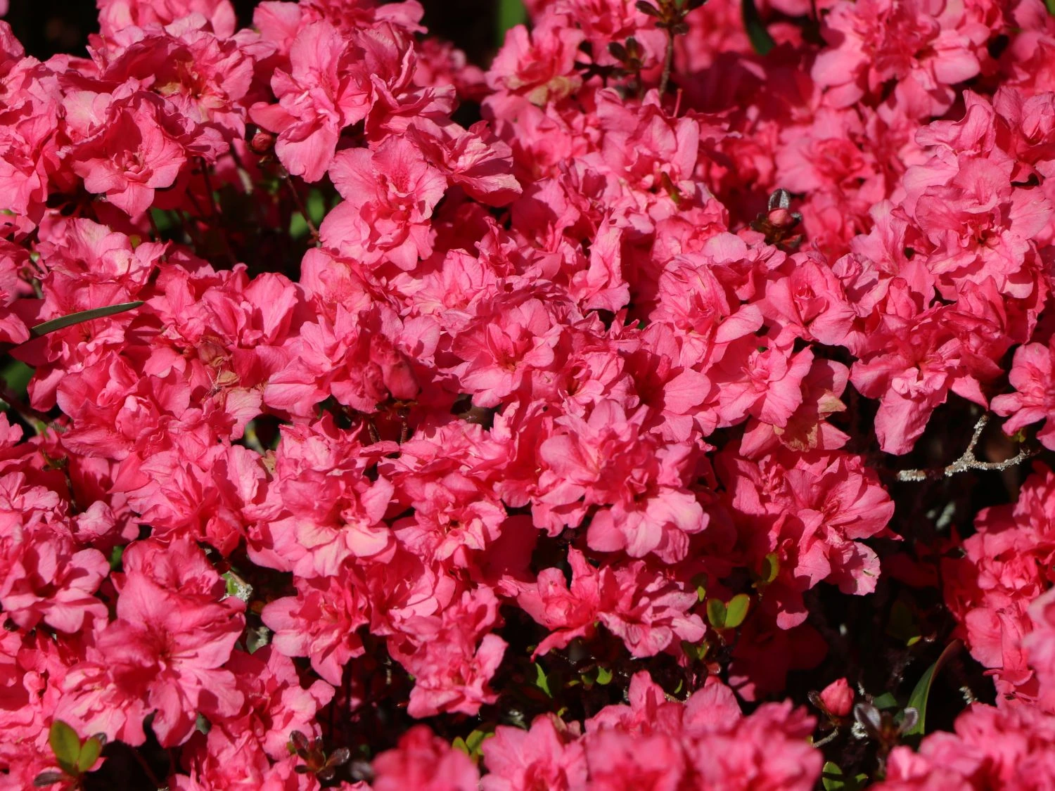 Japanische Azalee 'Rokoko' 5 Japanische Azalee 'Rokoko' – Bild 5