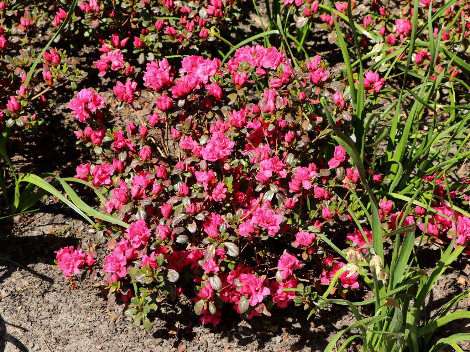 Japanische Azalee 'Rokoko' 2 Japanische Azalee 'Rokoko' – Bild 2