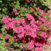 Japanische Azalee 'Rosalind'