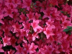 Japanische Azalee 'Rosalind' -Edelrosen Geschaft japanische azalee rosalind m003352 w 2