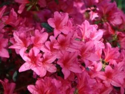 Japanische Azalee 'Rosalind' -Edelrosen Geschaft japanische azalee rosalind m003352 w 3