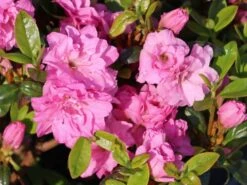 Japanische Azalee 'Rosinetta' ® 11 Japanische Azalee 'Rosinetta' ® -Edelrosen Geschaft japanische azalee rosinetta m003380 w 0