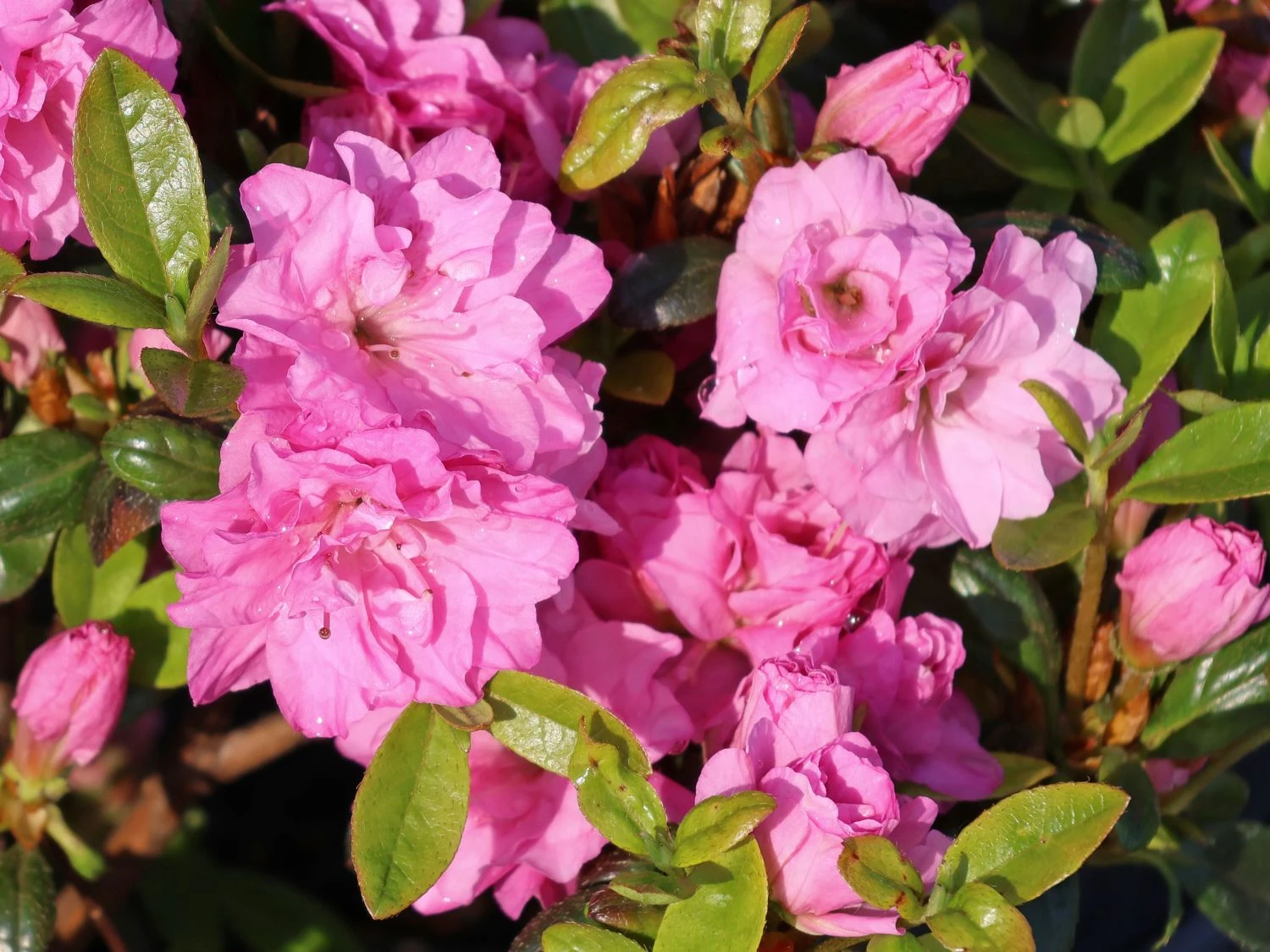 Japanische Azalee 'Rosinetta' ® 6 Japanische Azalee 'Rosinetta' ® – Bild 6