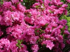 Japanische Azalee 'Rosinetta' ® 10 Japanische Azalee 'Rosinetta' ® -Edelrosen Geschaft japanische azalee rosinetta m003380 w 1