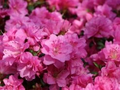 Japanische Azalee 'Rosinetta' ® 8 Japanische Azalee 'Rosinetta' ® -Edelrosen Geschaft japanische azalee rosinetta m003380 w 3