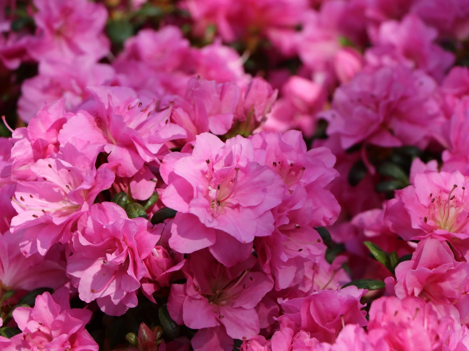 Japanische Azalee 'Rosinetta' ® 3 Japanische Azalee 'Rosinetta' ® – Bild 3