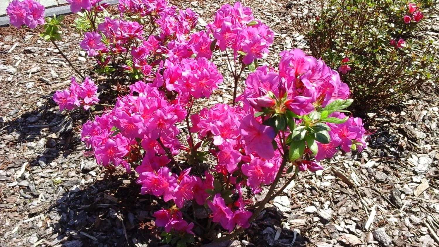 Japanische Azalee 'Rubinstern' 4 Japanische Azalee 'Rubinstern' – Bild 4