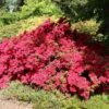 Japanische Azalee 'Rubinstern'