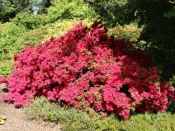 Japanische Azalee 'Rubinstern'