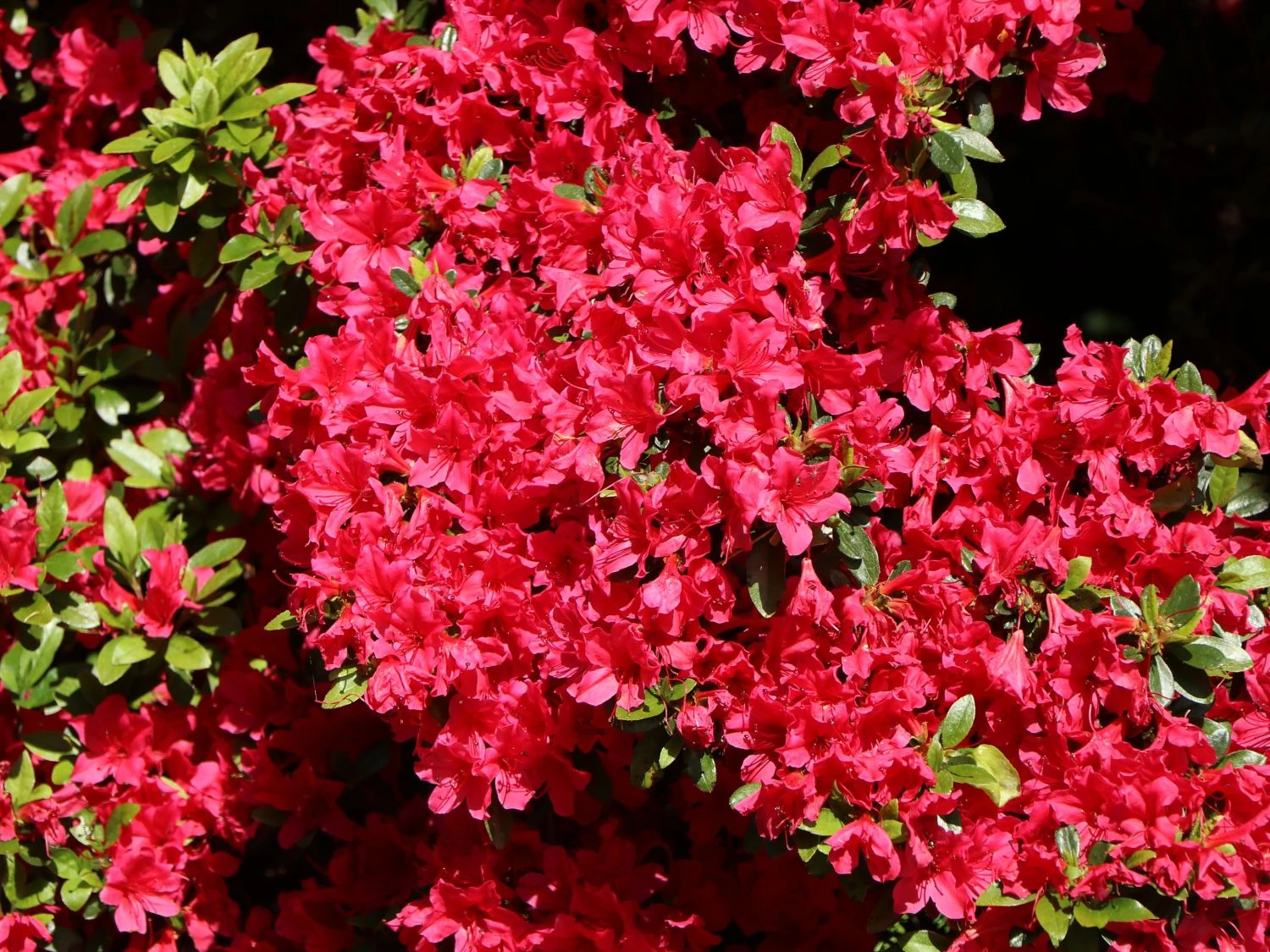 Japanische Azalee 'Rubinstern' 2 Japanische Azalee 'Rubinstern' – Bild 2