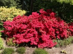 Japanische Azalee 'Rubinstern' 6 Japanische Azalee 'Rubinstern' -Edelrosen Geschaft japanische azalee rubinstern m003390 w 1