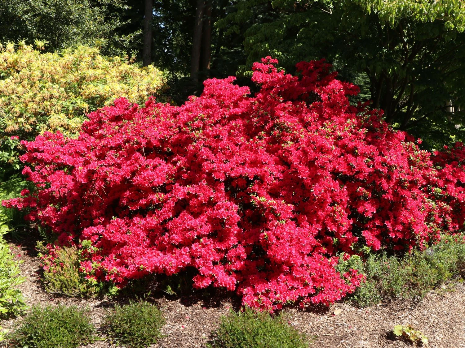 Japanische Azalee 'Rubinstern' 3 Japanische Azalee 'Rubinstern' – Bild 3