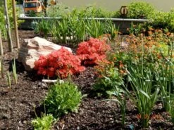 Japanische Azalee 'Satschiko' / Geisha Orange ® -Edelrosen Geschaft japanische azalee satschiko geisha orange m002414 411240 0