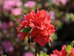 Japanische Azalee 'Satschiko' / Geisha Orange ® -Edelrosen Geschaft japanische azalee satschiko geisha orange m002414 w 1