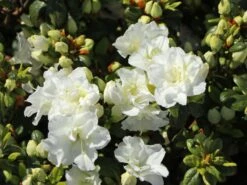 Japanische Azalee 'Schneeperle' ® -Edelrosen Geschaft japanische azalee schneeperle m003392 w 0