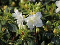 Japanische Azalee 'Schneeperle' ® -Edelrosen Geschaft japanische azalee schneeperle m003392 w 1