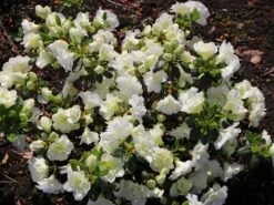 Japanische Azalee 'Schneeperle' ® -Edelrosen Geschaft japanische azalee schneeperle m003392 w 3