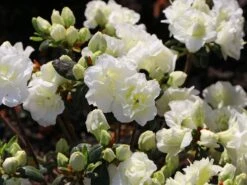 Japanische Azalee 'Schneeperle' ® -Edelrosen Geschaft japanische azalee schneeperle m003392 w 4