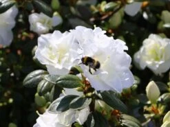 Japanische Azalee 'Schneeperle' ® -Edelrosen Geschaft japanische azalee schneeperle m003392 w 5