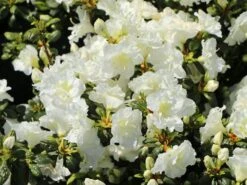 Japanische Azalee 'Schneeperle' ® -Edelrosen Geschaft japanische azalee schneeperle m003392 w 6