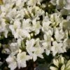 Japanische Azalee 'Schneewittchen'