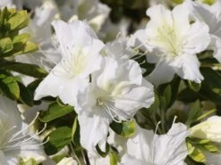 Japanische Azalee 'Schneewittchen' -Edelrosen Geschaft japanische azalee schneewittchen m006908 w 1