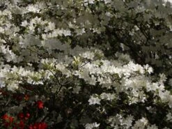 Japanische Azalee 'Schneewittchen' -Edelrosen Geschaft japanische azalee schneewittchen m006908 w 2