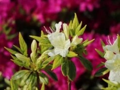 Japanische Azalee 'Schneewittchen' -Edelrosen Geschaft japanische azalee schneewittchen m006908 w 3