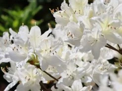 Japanische Azalee 'Schneewittchen' -Edelrosen Geschaft japanische azalee schneewittchen m006908 w 5