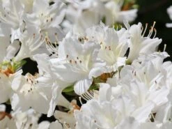 Japanische Azalee 'Schneewittchen' -Edelrosen Geschaft japanische azalee schneewittchen m006908 w 6