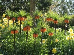 Kaiserkrone 'Rubra Maxima' 21 Kaiserkrone 'Rubra Maxima' -Edelrosen Geschaft kaiserkrone rubra maxima m075715 w 0