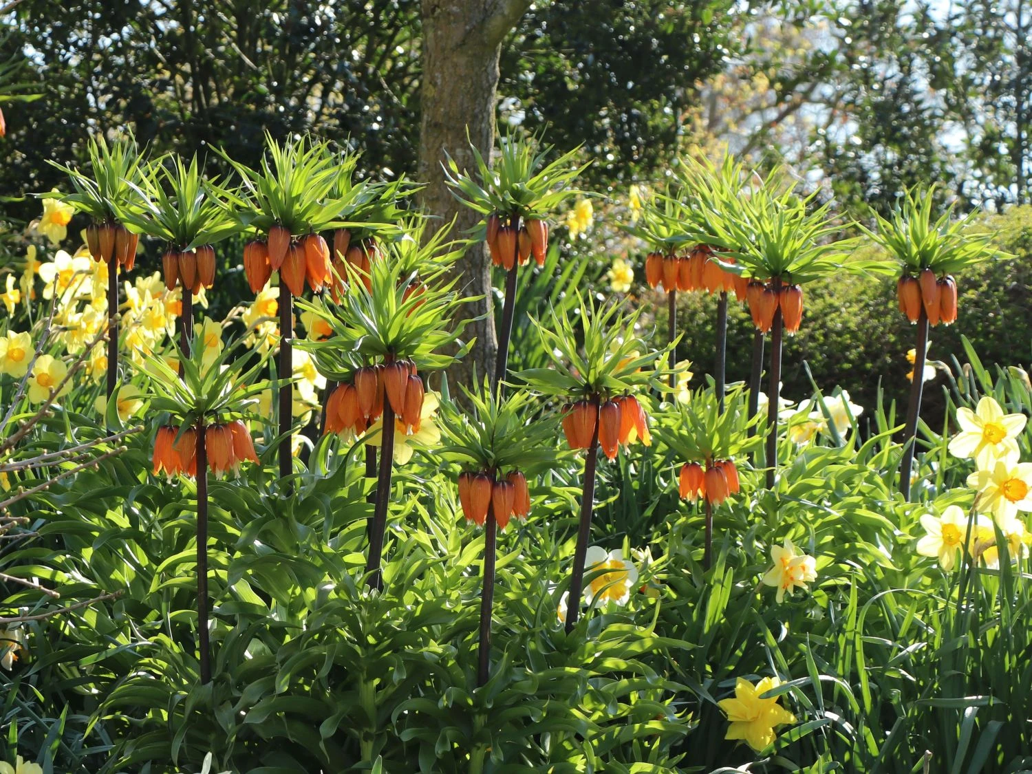 Kaiserkrone 'Rubra Maxima' 11 Kaiserkrone 'Rubra Maxima' – Bild 11
