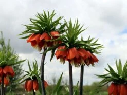 Kaiserkrone 'Rubra Maxima' 13 Kaiserkrone 'Rubra Maxima' -Edelrosen Geschaft kaiserkrone rubra maxima m075715 w 1