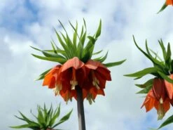 Kaiserkrone 'Rubra Maxima' 15 Kaiserkrone 'Rubra Maxima' -Edelrosen Geschaft kaiserkrone rubra maxima m075715 w 2