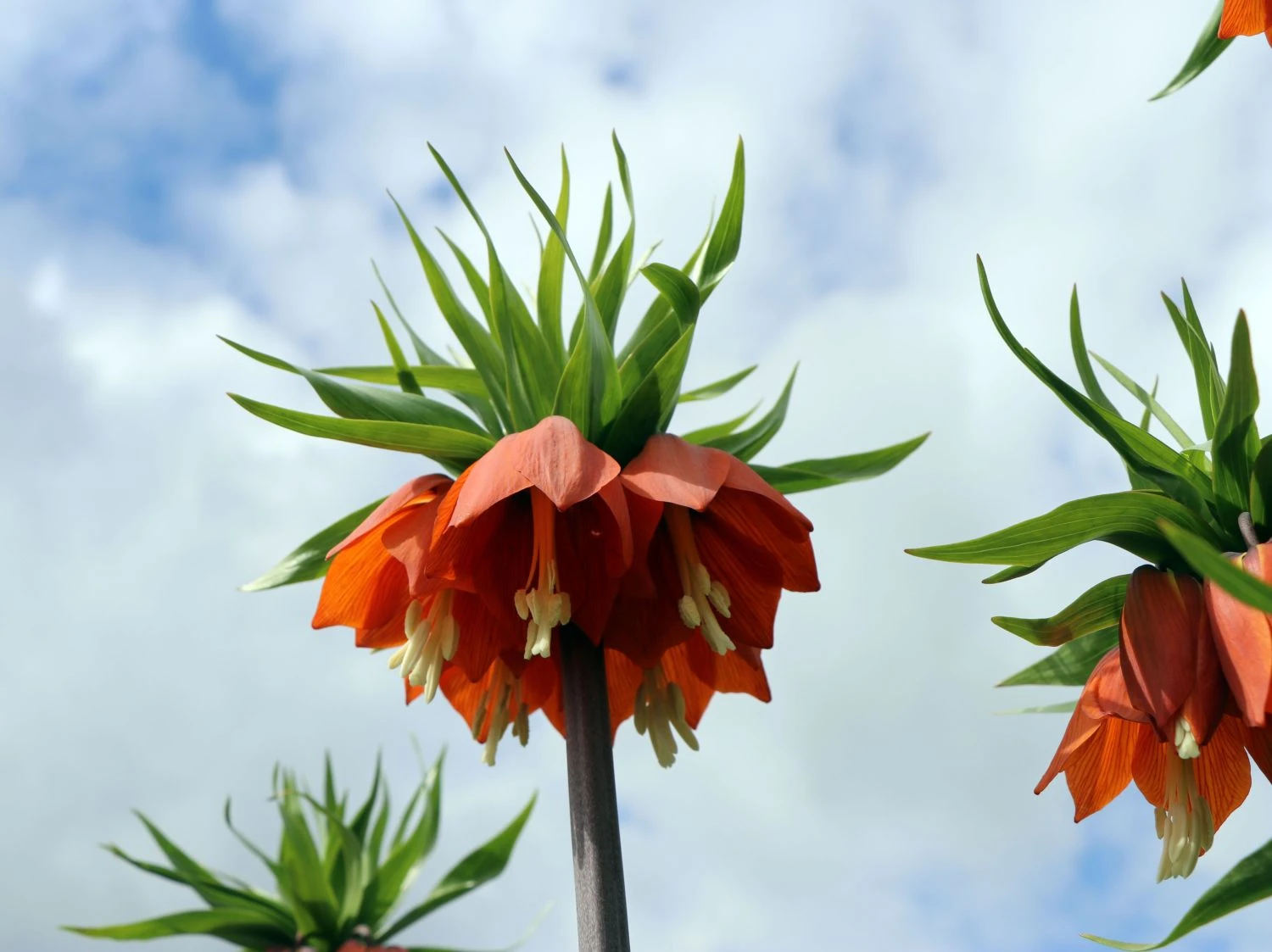 Kaiserkrone 'Rubra Maxima' 5 Kaiserkrone 'Rubra Maxima' – Bild 5
