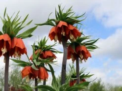 Kaiserkrone 'Rubra Maxima' 17 Kaiserkrone 'Rubra Maxima' -Edelrosen Geschaft kaiserkrone rubra maxima m075715 w 4