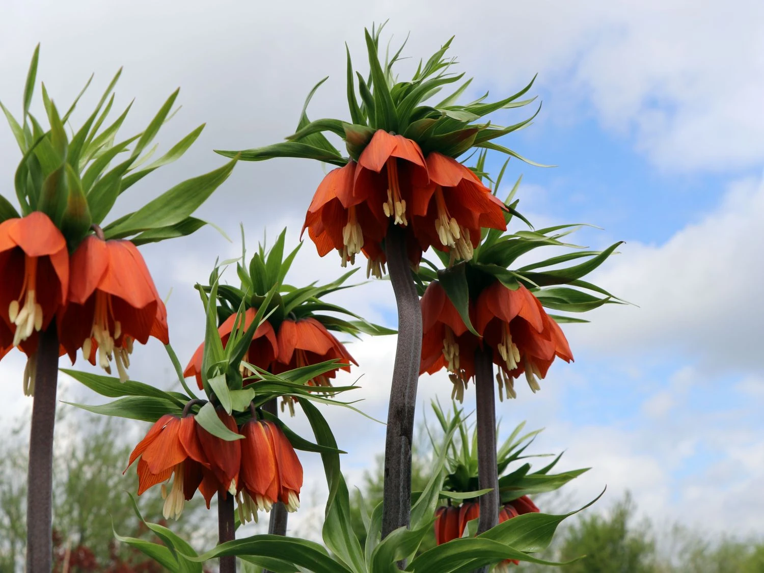 Kaiserkrone 'Rubra Maxima' 7 Kaiserkrone 'Rubra Maxima' – Bild 7