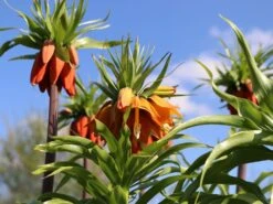 Kaiserkrone 'Rubra Maxima' 14 Kaiserkrone 'Rubra Maxima' -Edelrosen Geschaft kaiserkrone rubra maxima m075715 w 5