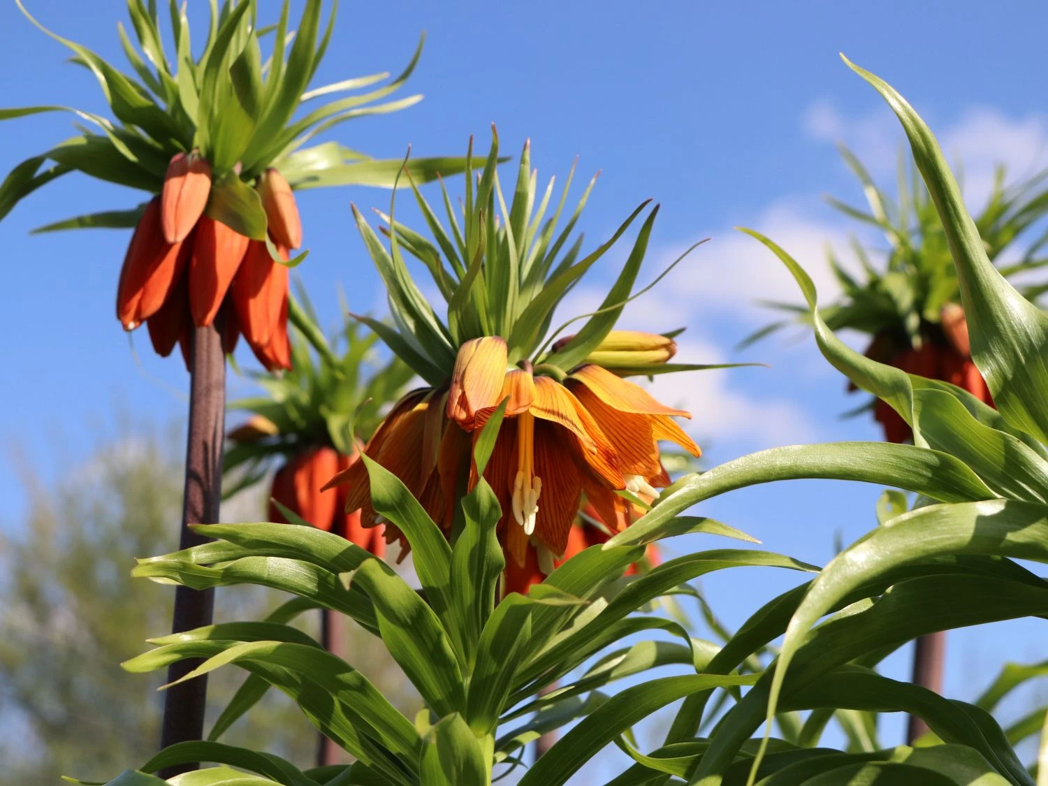 Kaiserkrone 'Rubra Maxima' 4 Kaiserkrone 'Rubra Maxima' – Bild 4