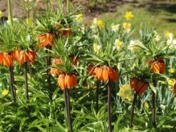 Kaiserkrone 'Rubra Maxima' 16 Kaiserkrone 'Rubra Maxima' -Edelrosen Geschaft kaiserkrone rubra maxima m075715 w 6