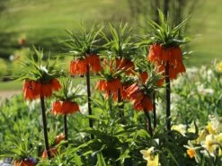 Kaiserkrone 'Rubra Maxima' 20 Kaiserkrone 'Rubra Maxima' -Edelrosen Geschaft kaiserkrone rubra maxima m075715 w 7