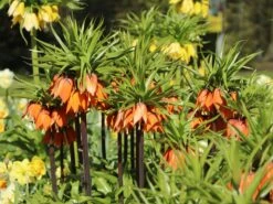 Kaiserkrone 'Rubra Maxima' 19 Kaiserkrone 'Rubra Maxima' -Edelrosen Geschaft kaiserkrone rubra maxima m075715 w 8