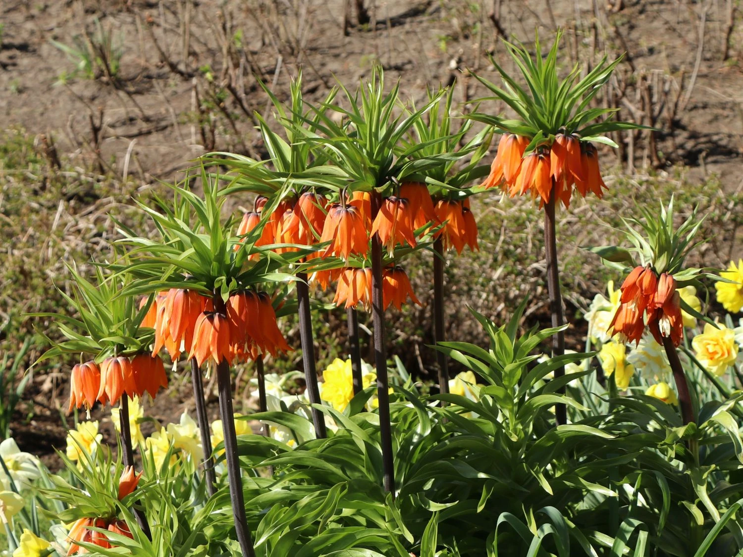 Kaiserkrone 'Rubra Maxima' 2 Kaiserkrone 'Rubra Maxima' – Bild 2