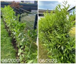 Kirschlorbeer / Lorbeerkirsche 'Caucasica' -Edelrosen Geschaft kirschlorbeer lorbeerkirsche caucasica m002172 1027025 0