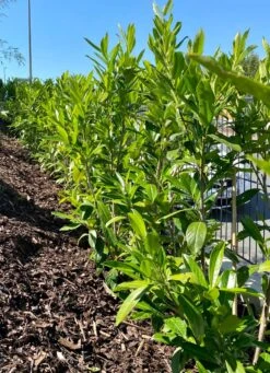 Kirschlorbeer / Lorbeerkirsche 'Caucasica' -Edelrosen Geschaft kirschlorbeer lorbeerkirsche caucasica m002172 1027025 0