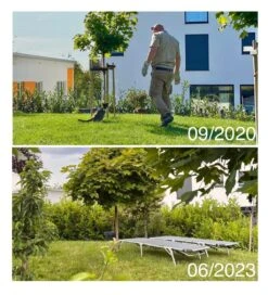 Kirschlorbeer / Lorbeerkirsche 'Caucasica' -Edelrosen Geschaft kirschlorbeer lorbeerkirsche caucasica m002172 1027025 1