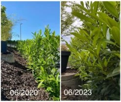 Kirschlorbeer / Lorbeerkirsche 'Caucasica' -Edelrosen Geschaft kirschlorbeer lorbeerkirsche caucasica m002172 1027025 2